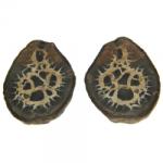  Septaria Bruta din Maroc 20-27x 18-25 x 5-7 mm piesa naturala pentru vitrina minerala - 1 Buc