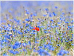 Artgeist Fotótapéta - A sky-színű rét - búzavirág - terkep-center - 39 990 Ft