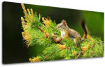  Tablouri canvas ANIMALE Panorama ZV013E13 (tablouri moderne pe) (XOBZV013E13)