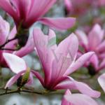sodasan Săpun lichid și gel de duș cu magnolie și bergamotă Sodasan - EDIȚIE LIMITATĂ 1-l