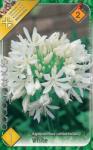  Agapanthus umbellatus fehér afrikai szerelemvirág gumó 2