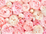 AA Design Fototapet trandafiri roz Puritate (DD118522)