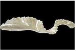 Mister Twister Grub Mister Twister G-Grub, White Pearl, 8cm, 4buc/plic (F1.GRUB8.1P.B)