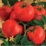 Agrosel Seminte tomate Ruxandra(3000 sem), Agrosel