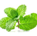 Naturpolc Borsmenta - naturpolc - 790 Ft