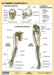 Stiefel Az emberi csontváz II. DUO (75757)