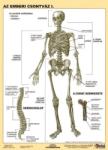 Stiefel Az emberi csontváz I. DUO (75707)