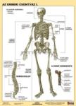 Stiefel Az emberi csontváz I-II. DUO tanulói munkalap (275707)