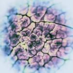 ACT NOIR Automatisme Psychique