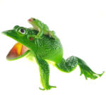  Béka Kis Békával (ST876)