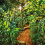 Komar Fototapet mural Jungle Trail, 368 x 254 cm 8-989 (425268)