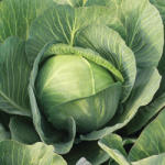 Syngenta Zenon F1 2500 szem