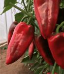 Capsico Cahuna 100 szem