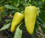 Capsico Baklava 100 szem