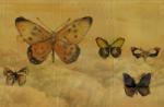 Settimo Butterflies (WD074)