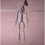 JPNSGRLS Circulation