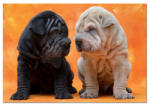Educa Puppies 500 piese (14463) Puzzle