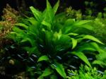 INVITAL Echinodorus bleherae
