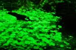 INVITAL Hydrocotyle tripartita sp. Japan