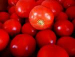 Syngenta Seminte de tomate determinate Bobcat F1, 1000 sem