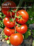 Syngenta Seminte de tomate nedeterminate Ciciu F1, 500 sem