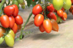 Syngenta Seminte de tomate nedeterminate, prunisoare, Bacalar F1, 500 sem