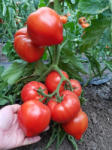 Syngenta Seminte de tomate semideterminate Pekonet F1, 500 sem