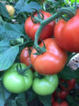 Hektar Seminte de tomate nedeterminate, Moldoveanu F1