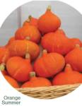 VERITAS-AGRO Orange Summer sütőtök vetőmag 500 szem
