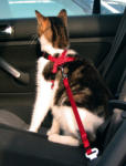 TRIXIE piros biztonsági öv + hám macskáknak (20-50 cm; 15 mm)