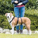 TRIXIE masszív tartó hám kutyáknak (50-75 cm | 200 mm)