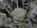 Syngenta Seminte de broccoli Batory F1, 2500 seminte