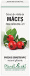 PlantExtrakt Extract din mladite de maces (ROSA CANINA)
