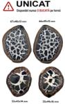  Septaria Maroc Mineral Natural - 53-67 x 43-49 x 13-16 mm - ( XXL)