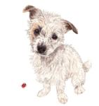 PPD Omelette papírszalvéta 33x33cm, 20db-os - szep-otthon