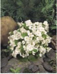  Begonia F1 Bronze White