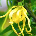 Biolu Gel de duș cu ylang-ylang și vitamina E ecologic Biolu 10-l