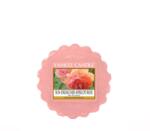 Yankee Candle Sun-drenched Apricot Rose Tarts® mini viasz 22 g