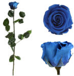  Örökrózsa díszdobozban királykék - közepes