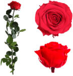  Örökrózsa díszdobozban piros - nagy