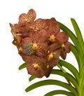  Rising Flame orchidea eszencia