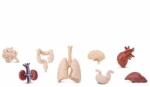Safari Ltd Figurine organele corpului uman (SAF766904) Figurina