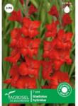 Agrosel Bulbi Gladiole Rosu 7