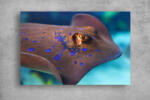 Persona Tablouri Canvas Animale - Navigand prin ocean - tapet-canvas - 70,00 RON