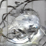 PERILA How Much Time It Is