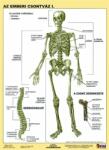 STIEFEL Tanulói munkalap, A4, STIEFEL "Az emberi csontváz (VTM20) - officesprint