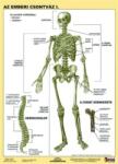 STIEFEL Tanulói munkalap, A4, STIEFEL Az emberi csontváz (VTM20) (275707)