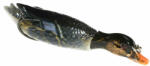 JAXON Atract Happy Duck 13cm 25gr B