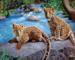  Leopárdkölykök a vízesésnél kreatív számfestő készlet