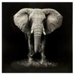 Atmosphera Createur D'interieur Tablou canvas Elefant Black, 100x100 cm